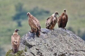 La Tana delle Idee: Il Parco in Miniatura