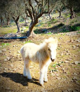 Passeggiata con il Pony: Un Pomeriggio Magico