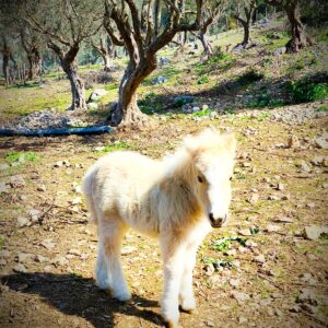 Passeggiata con il Pony: Un Pomeriggio Magico